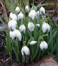 Snowdrop Bulbs Single - Galanthus Nivalis - 5/6cm